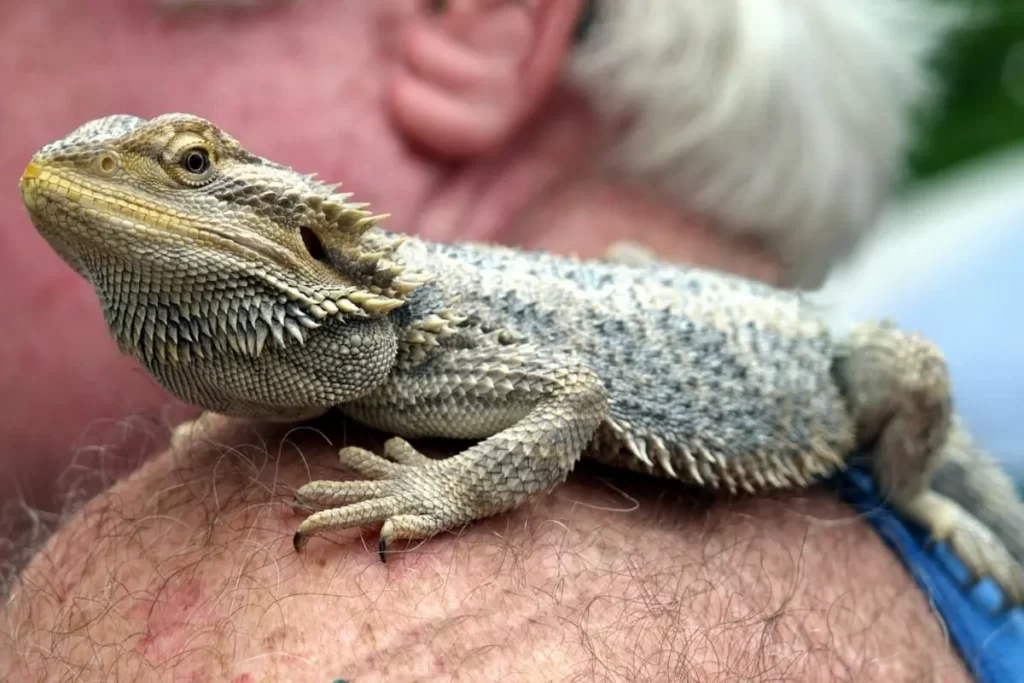 Can You Walk a Bearded Dragon on a Leash? With Training you can.