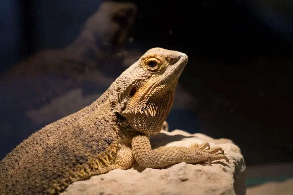 How fast can bearded dragons run
