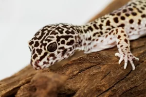 Leopard Gecko running free