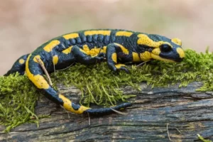 Salamander laying on a log