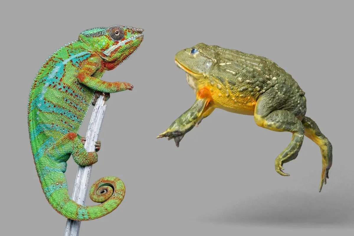Difference Between An Amphibian and A Reptile?